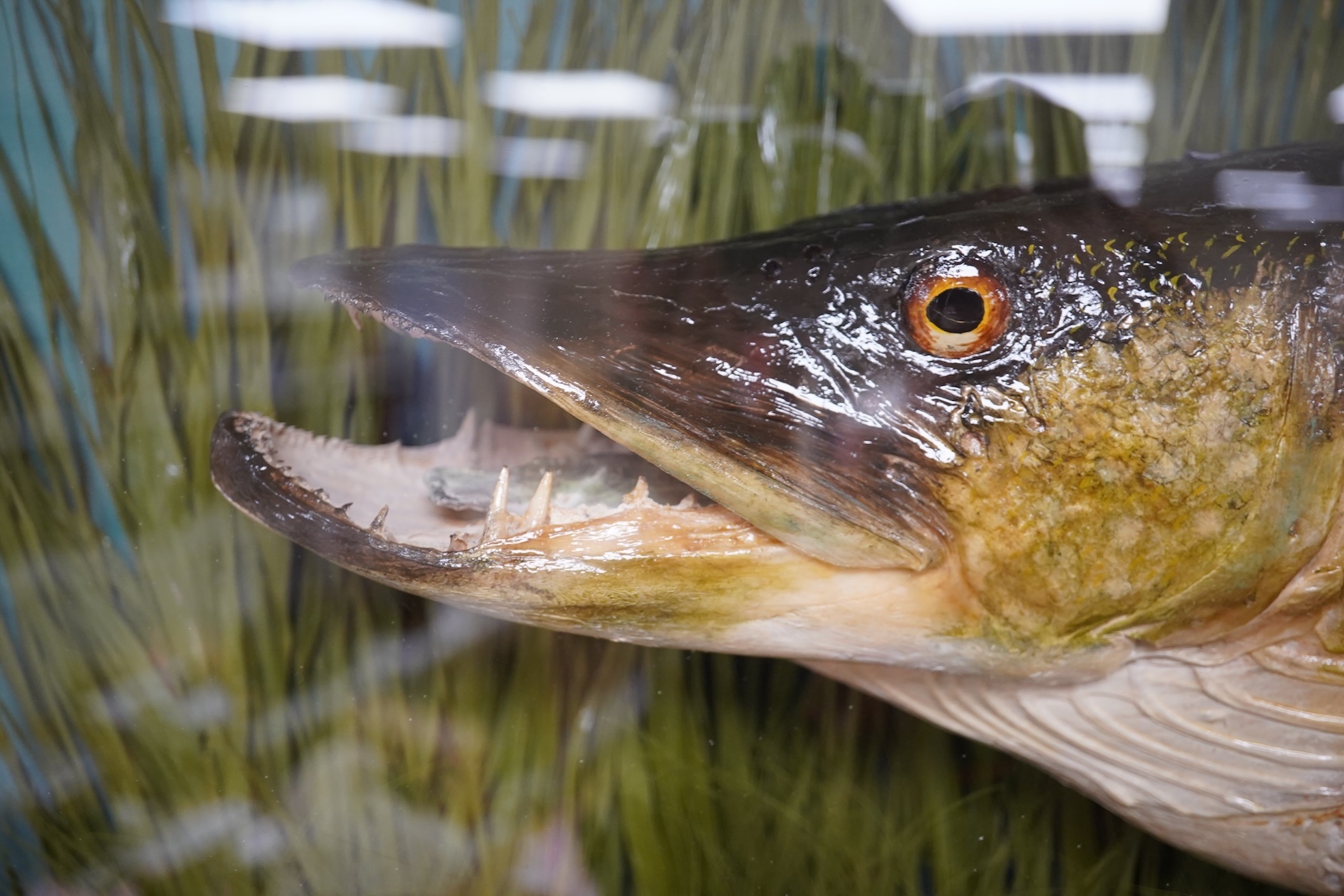 Taxidermy- J. Cooper & Sons pike, ‘MELBOURNE LAKE 19th Feb. 1939’, bowfront case, 120cm wide. Condition - good, some wear to case